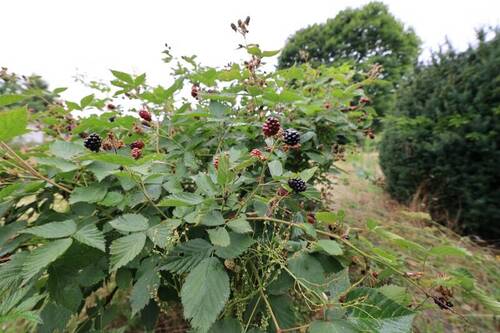Brombeeren - 