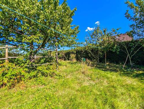 Obststräucher und -bäume - 