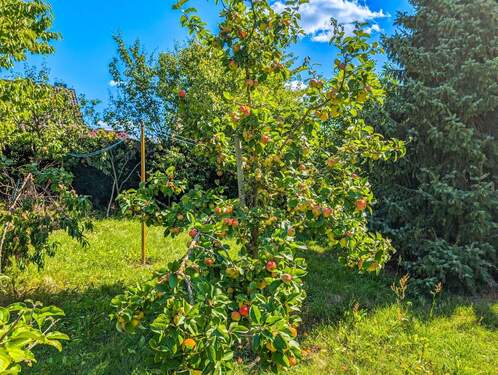 Prallgefüllter Apfelbaum - 