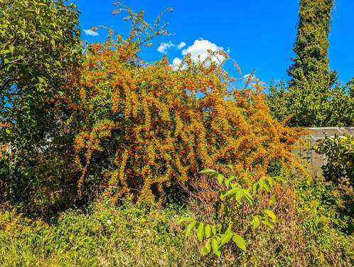 Spätsommer im Garten - 