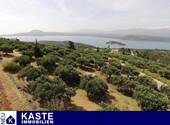 Titel - Großer abfallender Olivenhain oberhalb der Bucht von Souda, ideal für den Tourismus