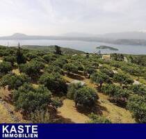 Großer abfallender Olivenhain oberhalb der Bucht von Souda, ideal für den Tourismus - Sternes Großer abfallender Olivenhain oberhalb der Bucht von Souda, ideal für den Tourismus - Sternes
