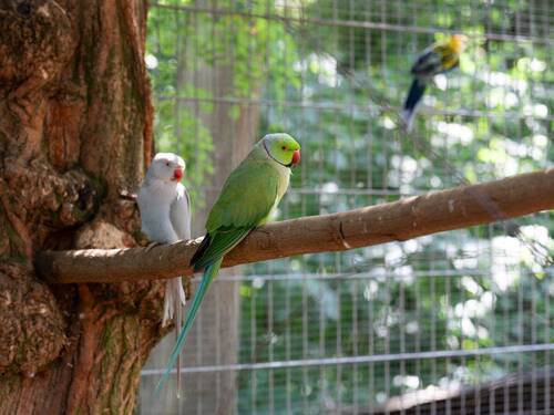 Mehrere Volieren im Haus und Garten - 