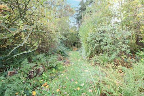 Naturnaher Waldbereich für Erholungspausen - 