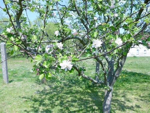 Garten - 