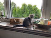 Die Katze genießt den Ausblick - Einfamilienhaus mit 118,00 m² in Brakel zum Kaufen
