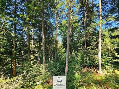 waldverkauf-hoechenschwand_10.jpg - 