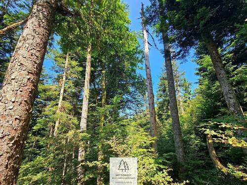 waldverkauf-hoechenschwand_13.jpg - 