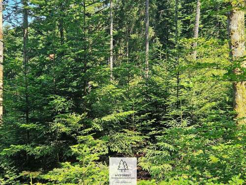 waldverkauf-hoechenschwand_15.jpg - 