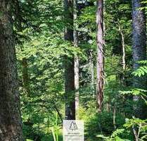 Grün, nachhaltig & regional. Wald als wertstabiles Investment! - Höchenschwand