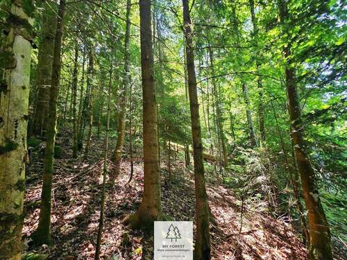 waldverkauf-hoechenschwand_20.jpg - 