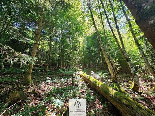 waldverkauf-hoechenschwand_22.jpg - 