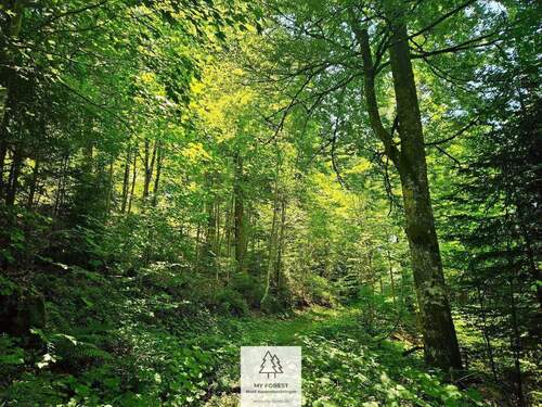 waldverkauf-hoechenschwand_24.jpg - 