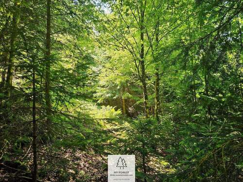 waldverkauf-hoechenschwand_25.jpg - 