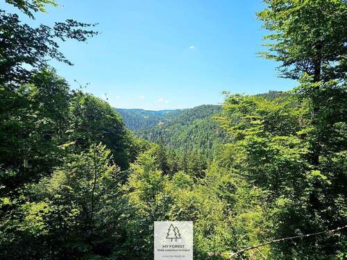 waldverkauf-hoechenschwand_27.jpg - 