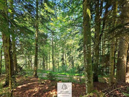 waldverkauf-hoechenschwand_03.jpg - Einfamilienhaus in Höchenschwand