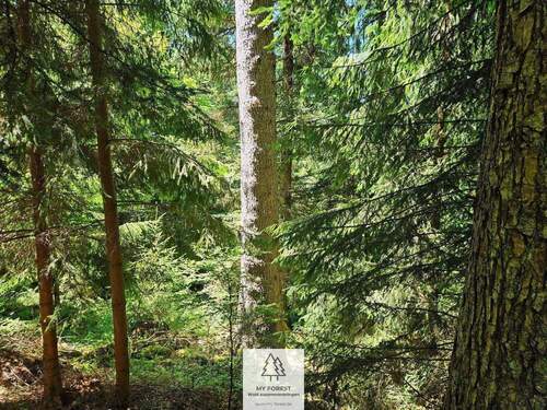 waldverkauf-hoechenschwand_04.jpg - Einfamilienhaus in Höchenschwand zum Kaufen