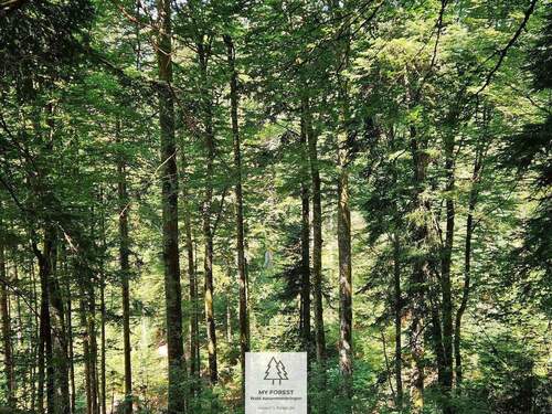 waldverkauf-hoechenschwand_05.jpg - 