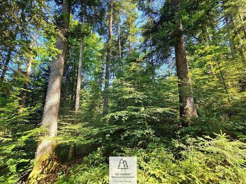 waldverkauf-hoechenschwand_06.jpg - 