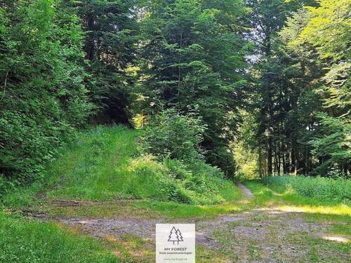 waldverkauf-hoechenschwand_09.jpg - 