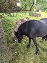 Gart,Pferde - 