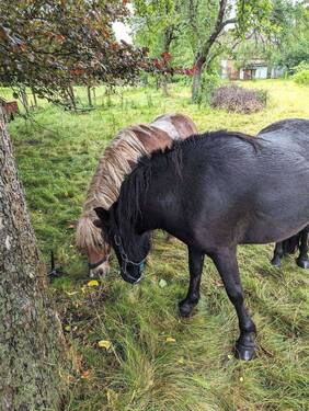 Gart,Pferde - 
