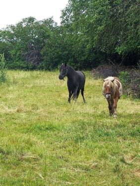 Garten Pferde - 