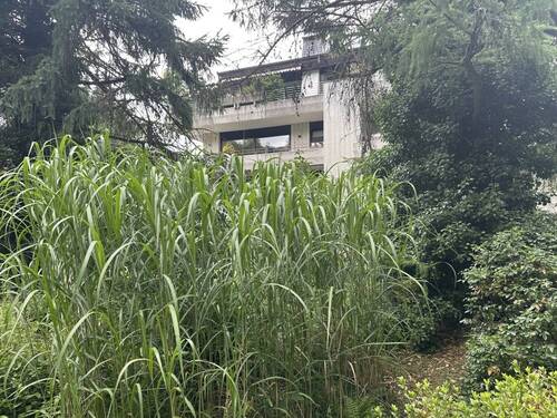 Gemeinschaftsgarten - 