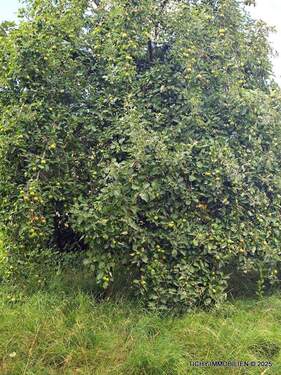 Obstbaum - 
