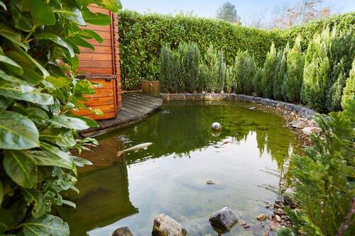 Teich - 