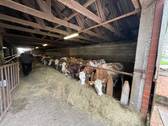 Kuhstall - 