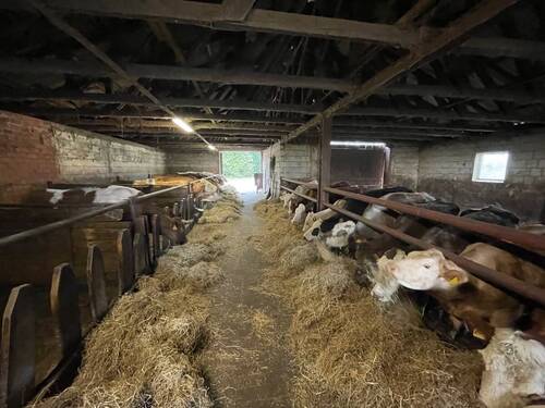 Kuhstall - 