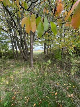 Blick auf die Umliegenden Felder - 