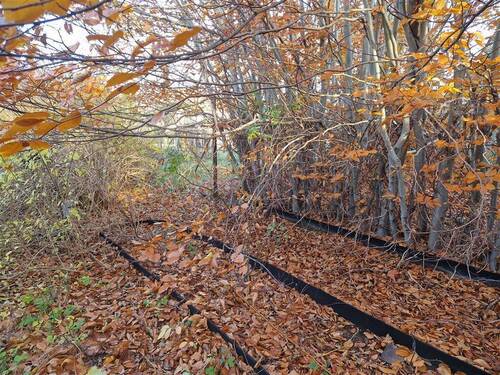 Garten2 - 