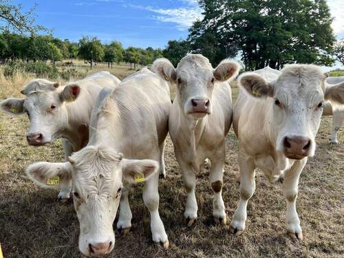 Umgebung: Ländliche Idylle - 