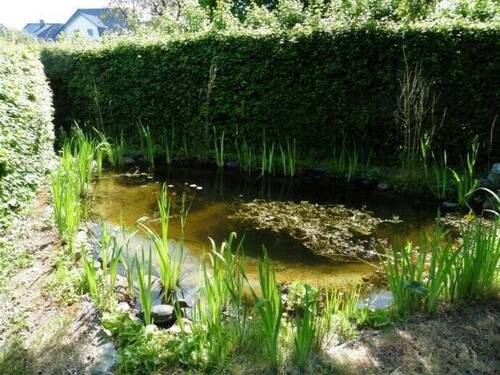 Gartenteich - 