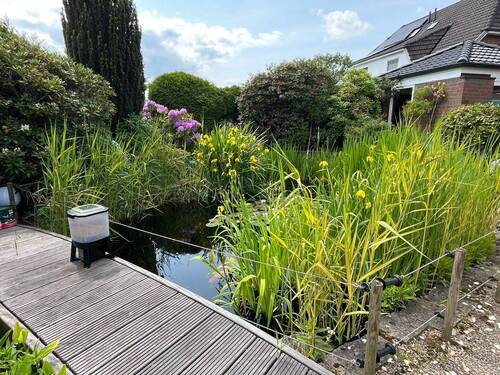 Teich mit Steg - 