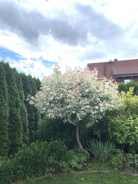 Eingewachsener Garten - 