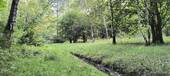 Ausgang zum Wald - 