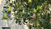 Birnenbaum im Hof - 
