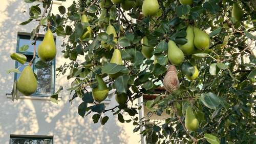 Birnenbaum im Hof - 