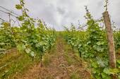Weingut - 