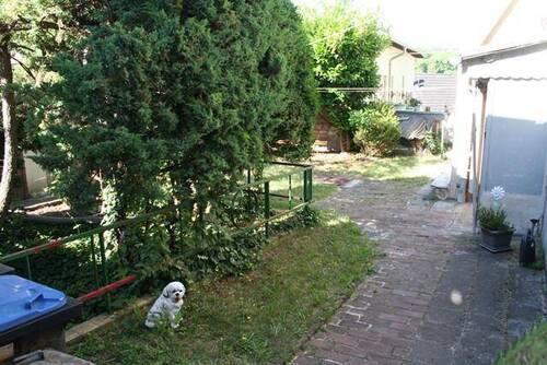 Hinterhof - 