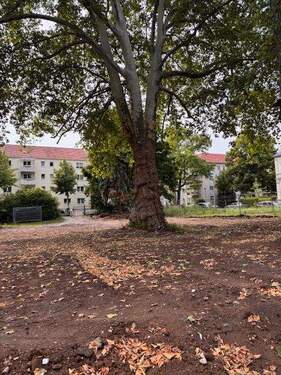 Platane.jpg - Exkl. 4 Zimmer-Neubauwohnung KfW40 Aufzug Baubeginn ist erfolgt!