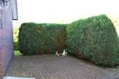 Terrasse - 