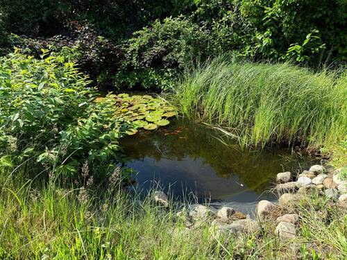 Kleiner Gartenteich - 