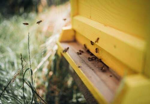 Special - Urban Beekeeping - 