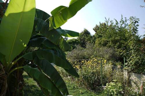 Garten.jpg - Einfamilienhaus mit 145,80 m&sup2; in Düsseldorf zum Kaufen