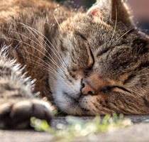Diese wunderbare Wohnung könnte schon ganz bald Ihr neues Zuhause werden!:-)) - Berlin Französisch Buchholz