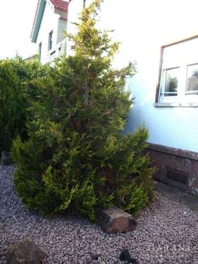 Vorgarten - 8 Zimmer Einfamilienhaus zum Kaufen in Altlußheim